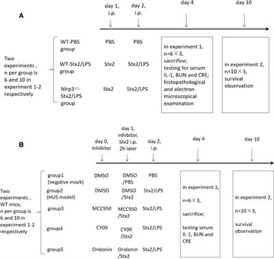 Activation of the Nlrp3 Inflammasome Contributes to Shiga Toxin-Induced Hemolytic Uremic Syndrome in a Mouse Model